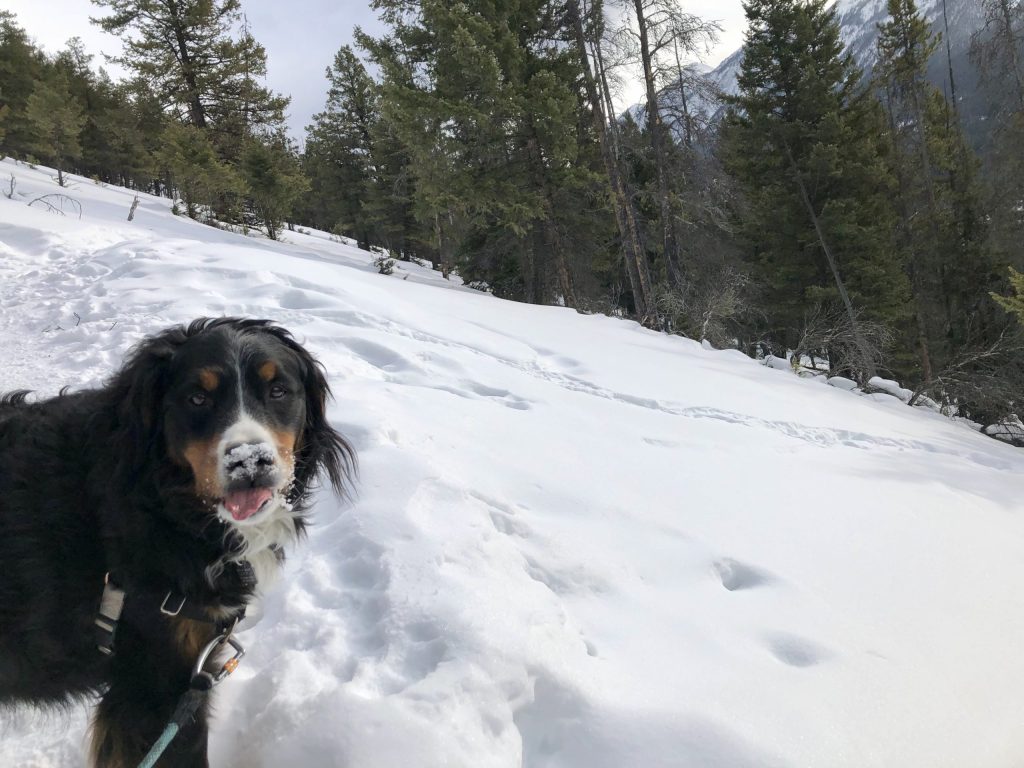 Bernese mountain dog on the Tunnel Mountain trail