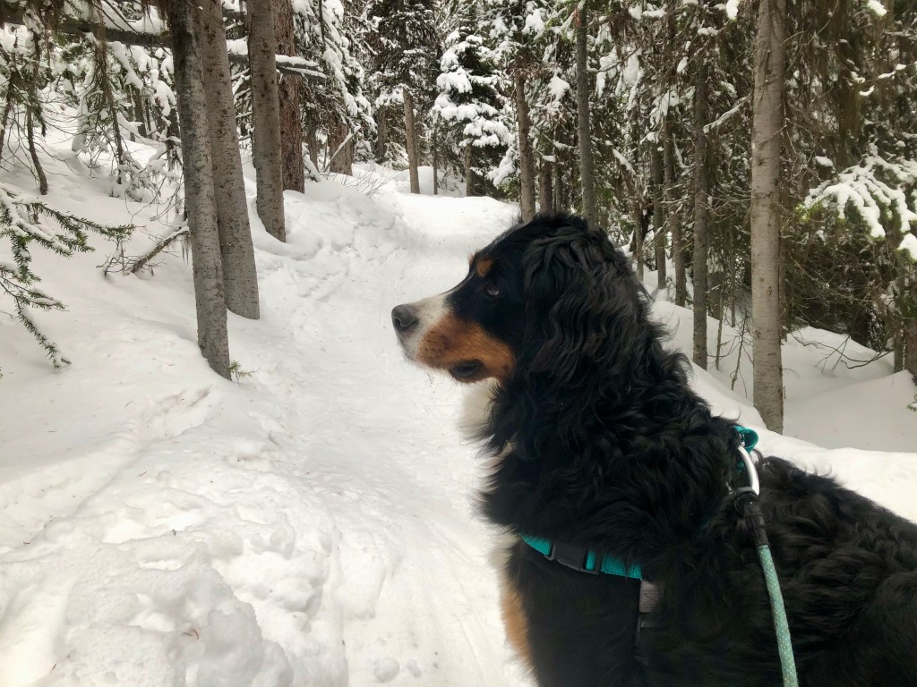 Leash and other winter hiking gear is important for your dog