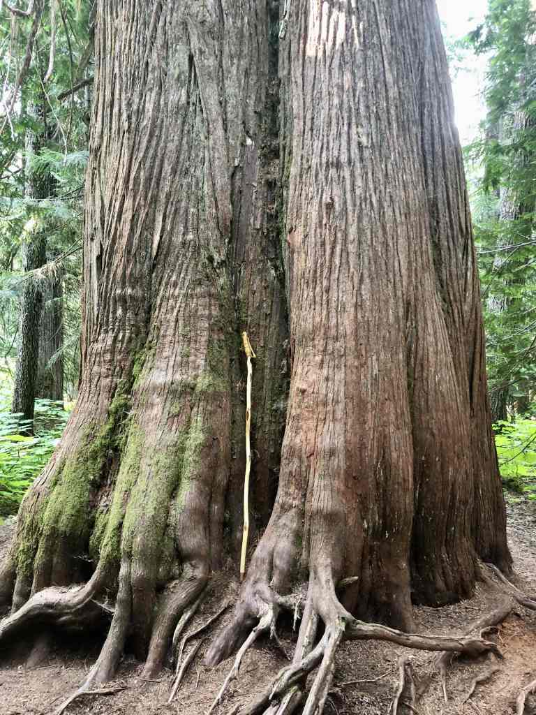 Massive trees on the Ancient Cedars Trail