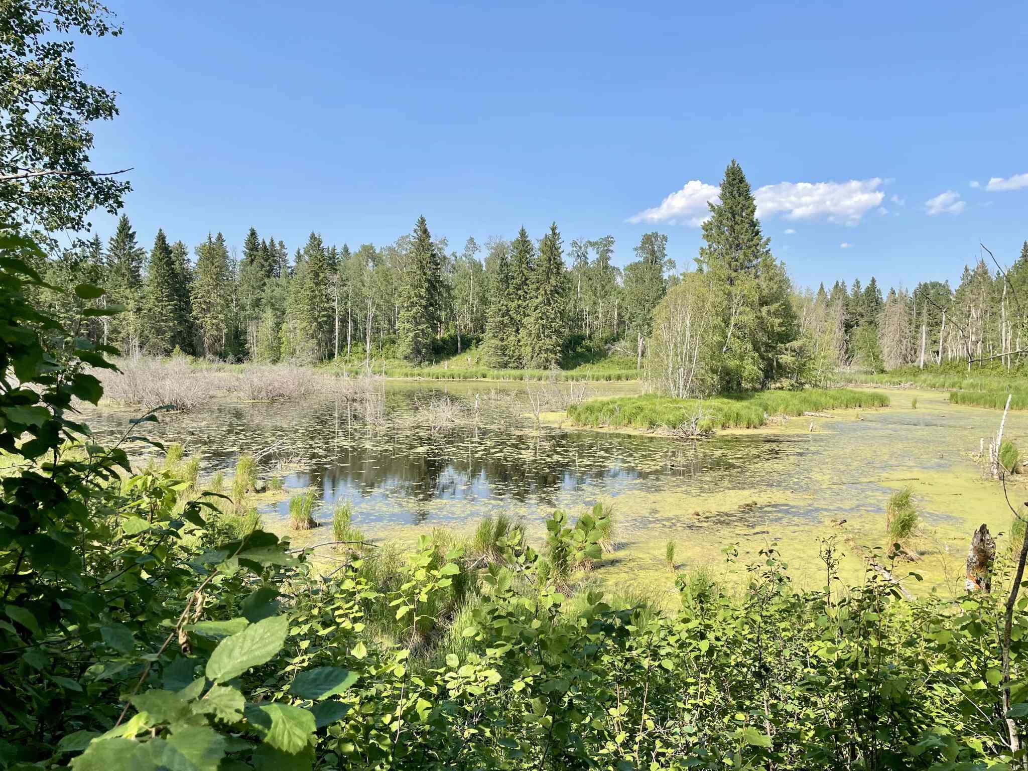 Amisk Wuche Trail Easy Elk Island Hike Near Edmonton Out & Across