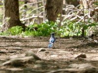 Wolf Trail Hike: One of the Best Trails in Gatineau Park - Out & Across