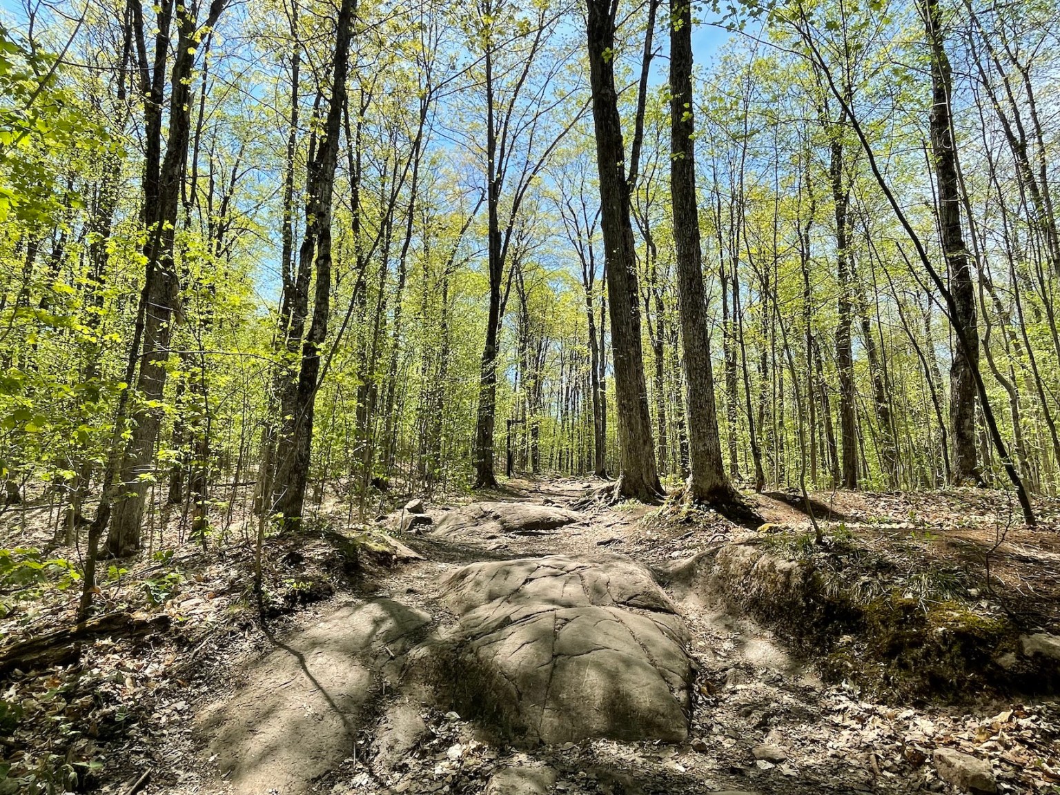 Wolf Trail Hike: One of the Best Trails in Gatineau Park - Out & Across
