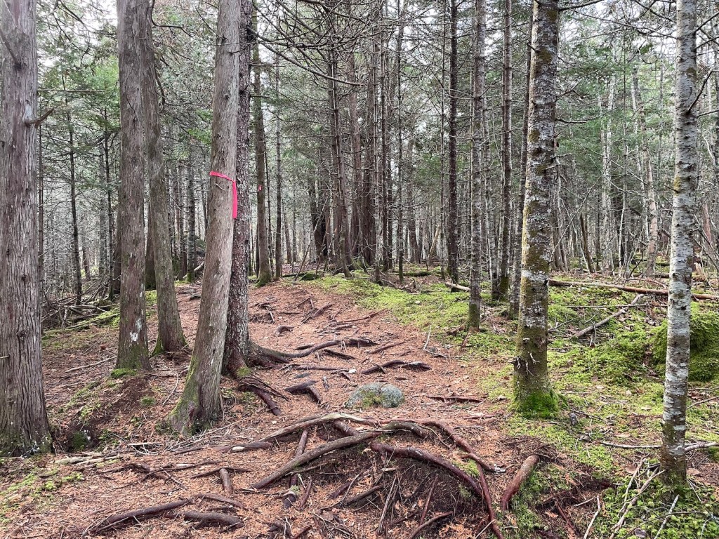 Saint Paddy's Falls hike through the forest