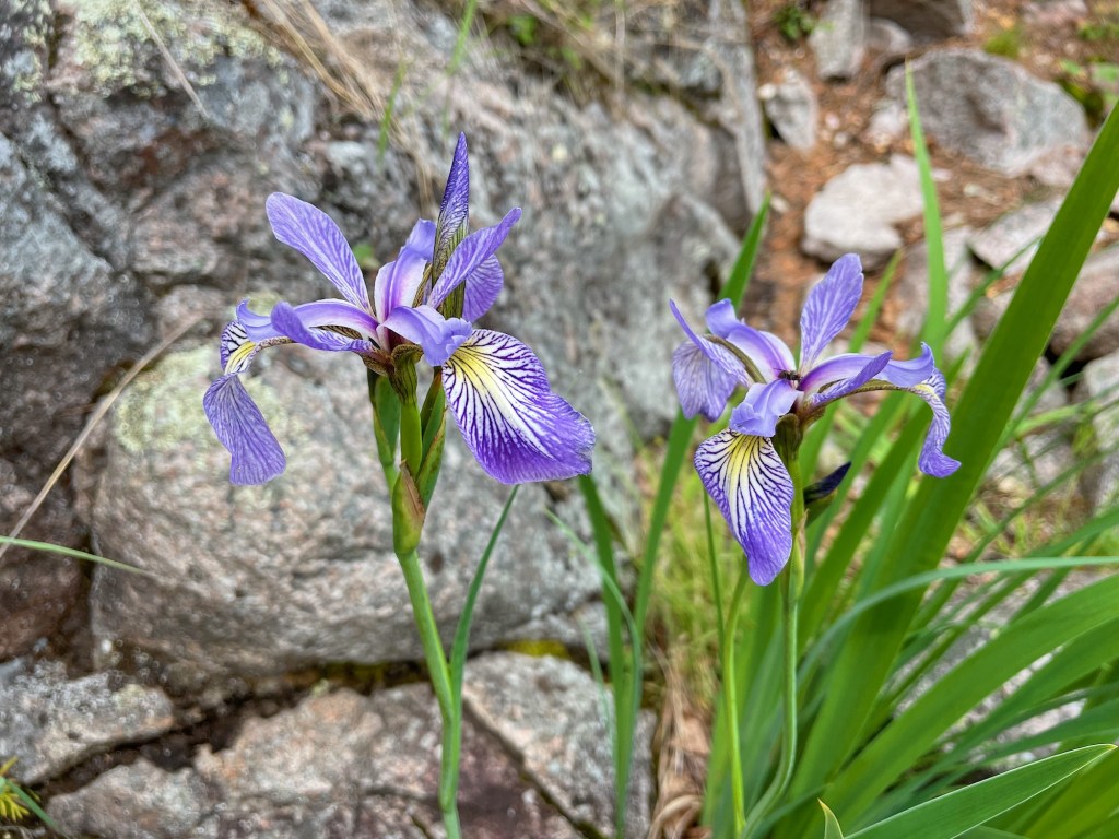 Flowers on Pukaskwa Coastal Trail