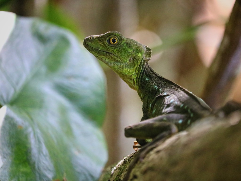 Lizard on Cahuita National Park hike