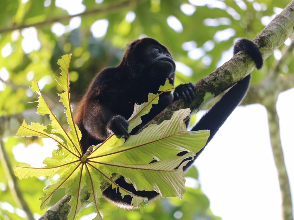 Arenal 1968 Trail with a monkey