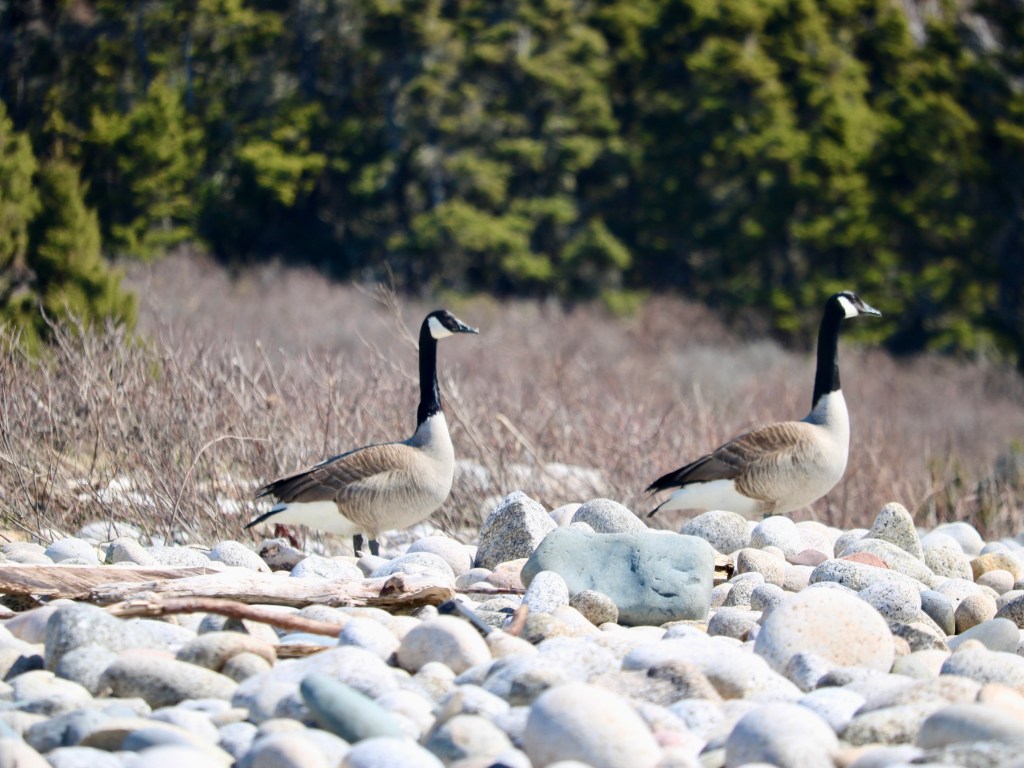 High Head Trail with geese