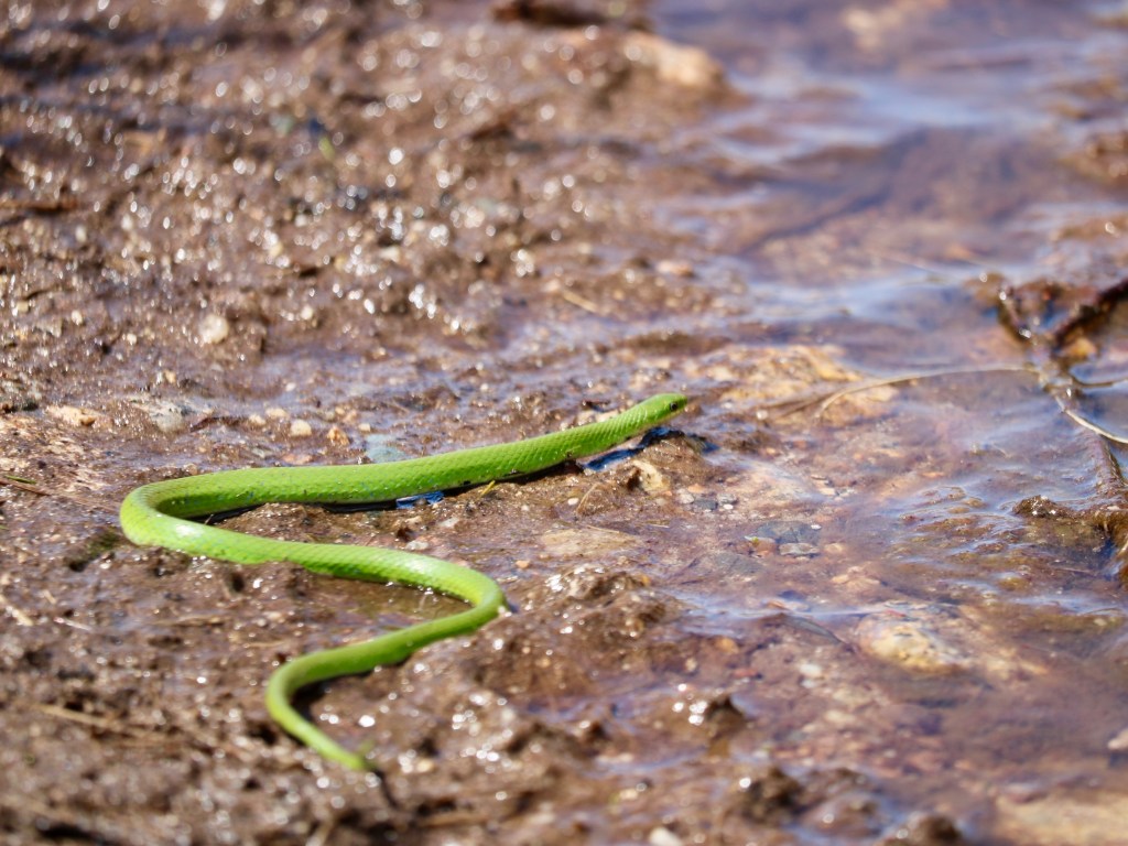 High Head Trail snake