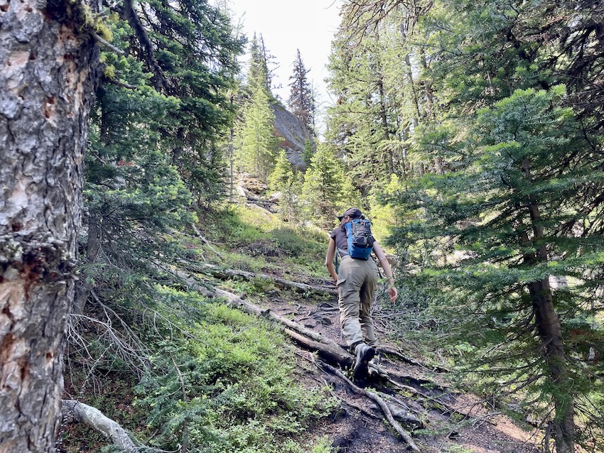 Highwood Ridge hike in forest
