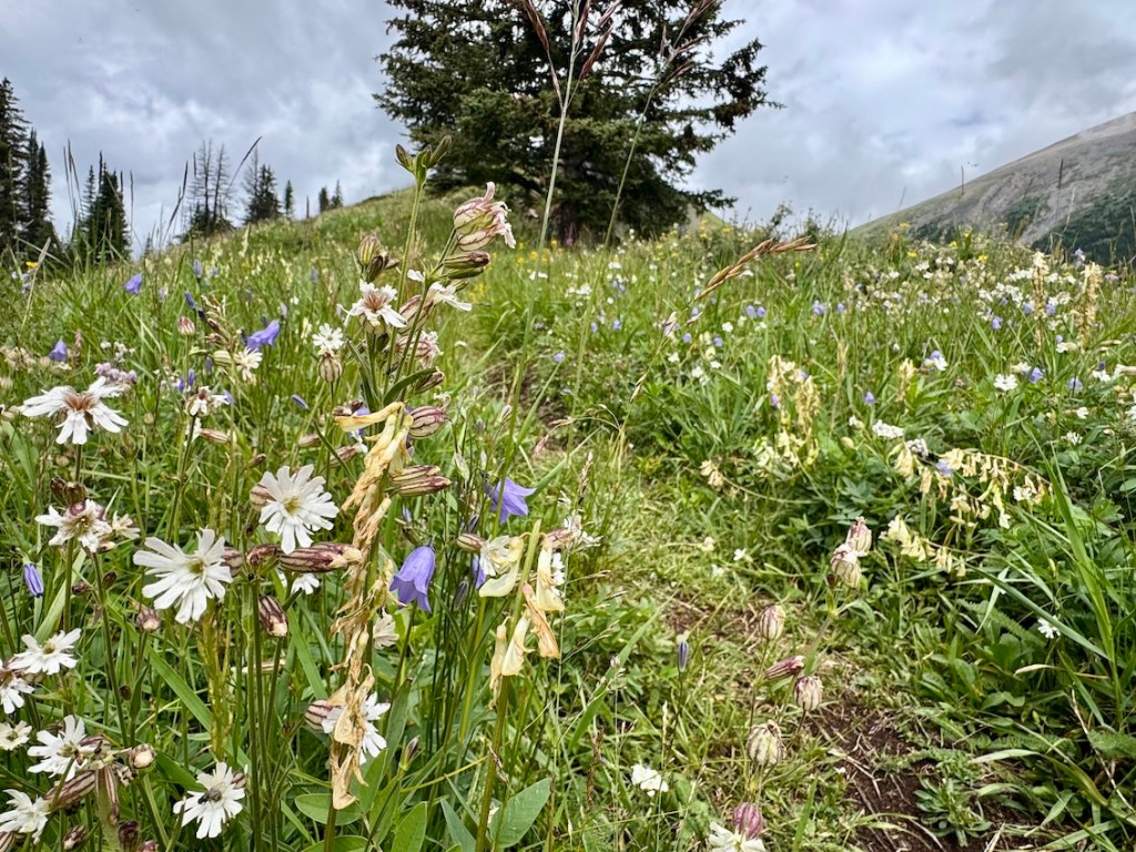 Kent Ridge hike with wildflowers