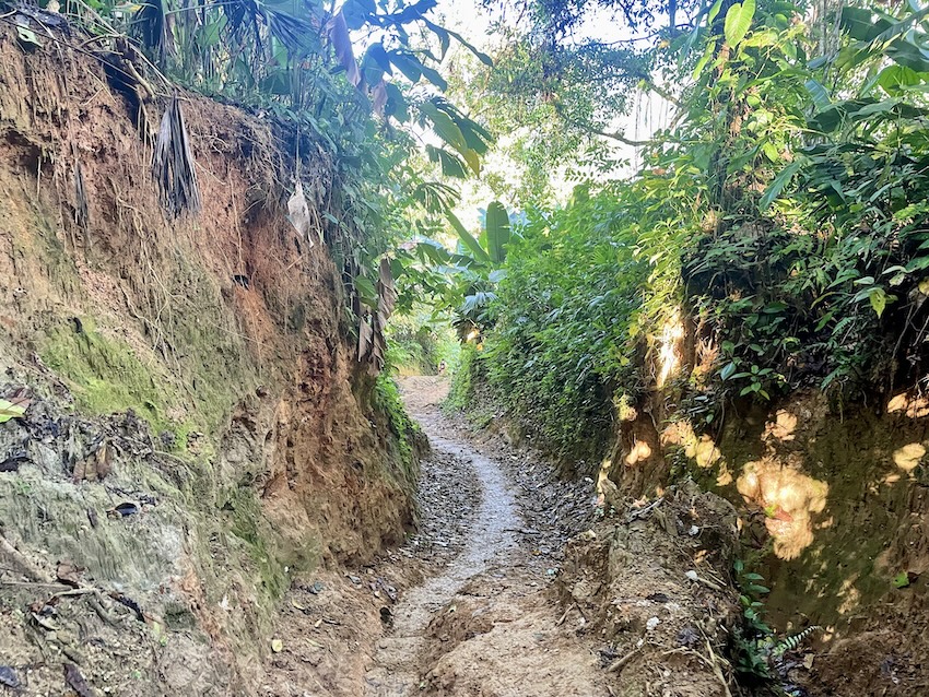 The Lost City trek jungle