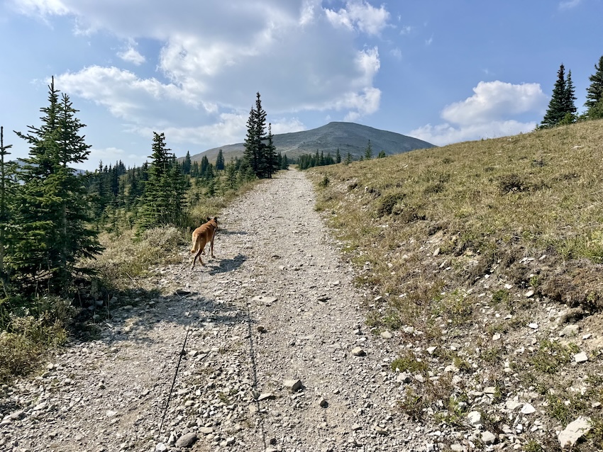 Moose Mountain hike near trailhead