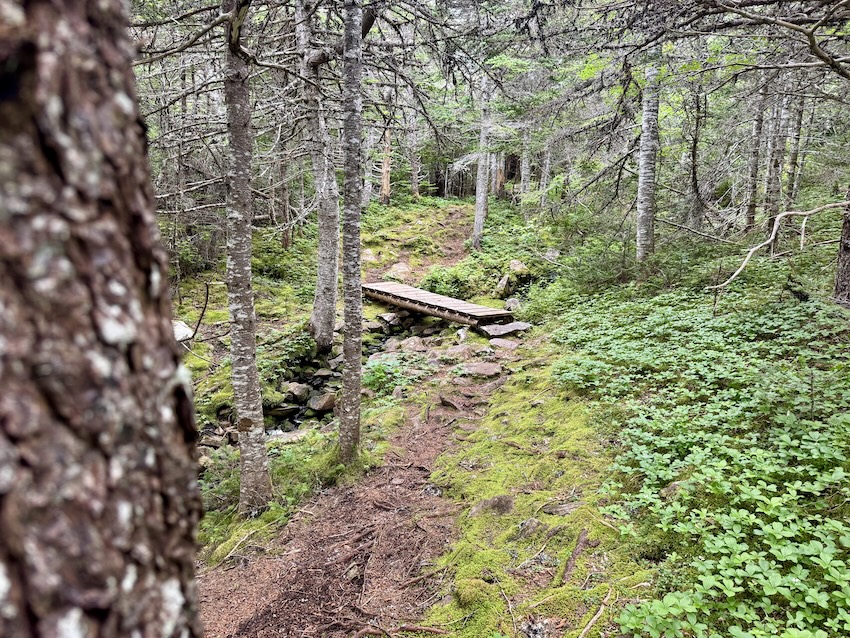 East Coast Trail trail view
