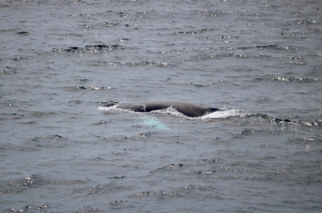 East Coast Trail humpback whale sighting