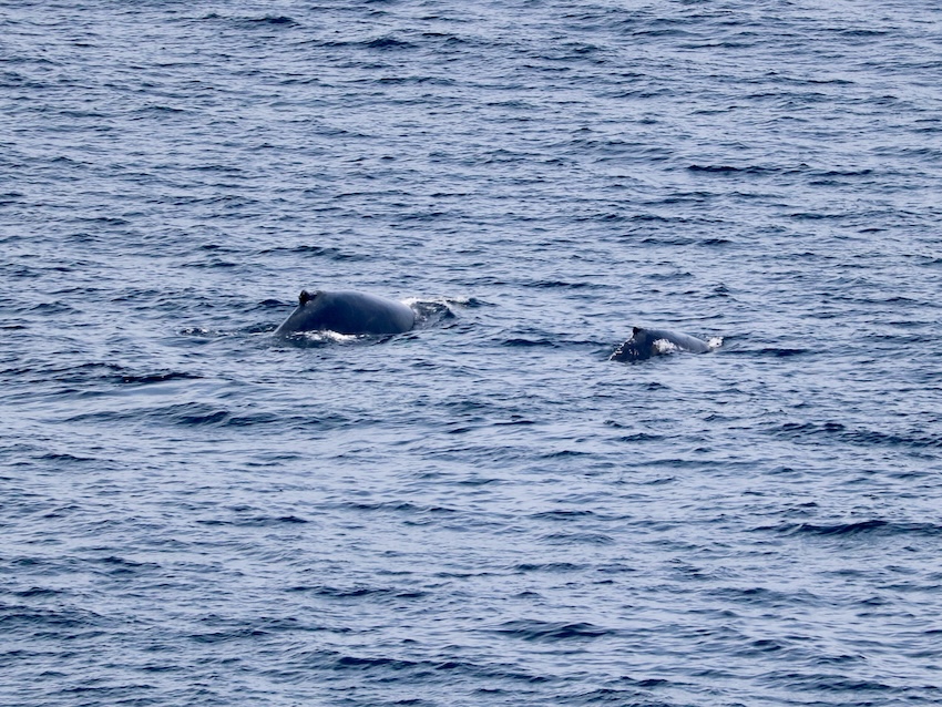 Backpacking trips in Canada with whales