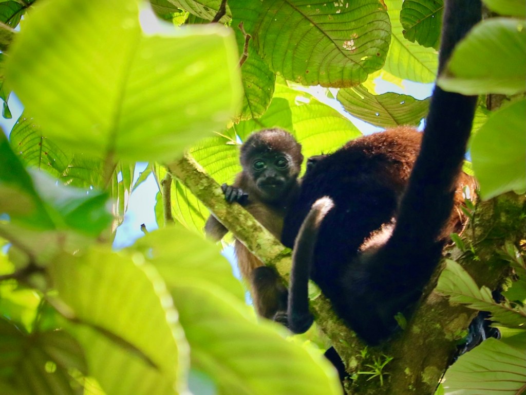 Arenal 1968 Trail with baby monkey