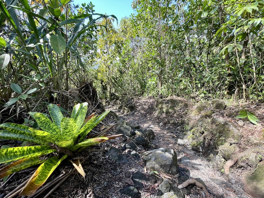 Arenal 1968 Trail views